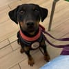 ✨Emil✨ sucht seine Menschen