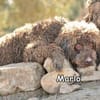 MARLO