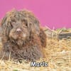MARLO