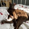 Ori und Feivel - Stapelkater