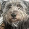 Schmusehund Helmut sucht neues Zuhause