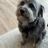 Schmusehund Helmut sucht neues Zuhause