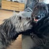 Schmusehund Helmut sucht neues Zuhause