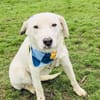 Daniel ein super lieber Familienhund