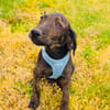 Bently sucht Körbchen