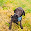Bently sucht Körbchen