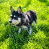 Schnauzer Mix Darko