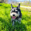 Schnauzer Mix Darko