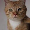 Schöner Kater mit Charakter sucht dich