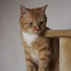 Schöner Kater mit Charakter sucht dich