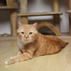 Schöner Kater mit Charakter sucht dich