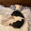 Mable sucht eine Familie