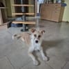 Miley sucht ihr endgültiges Zuhause