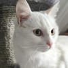 Freya