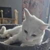 Freya