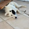 Oreo - hat ein großes Herz