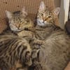 Tina & Tino Schmusetiger suchen Familie