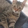 Tina & Tino Schmusetiger suchen Familie