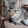 Tina & Tino Schmusetiger suchen Familie
