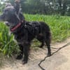 Süße Heidi ❤sucht liebevolles Heim