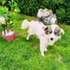 Kokonimix Snoopy