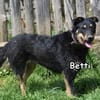 BETTI