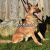 ARCHIBALD