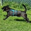CHAPLIN -rundum tolles Hundekind-