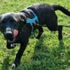 CHAPLIN -rundum tolles Hundekind-