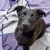 CHAPLIN -rundum tolles Hundekind-