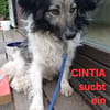 CINTIA  sucht liebevolles Zuhause
