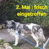 CINTIA  sucht liebevolles Zuhause