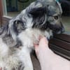 CINTIA  sucht liebevolles Zuhause