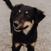 Hündin Lotti sucht gemütliche Couch
