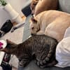 Die liebe Frieda sucht ihr Zuhause