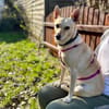 Die liebe Frieda sucht ihr Zuhause