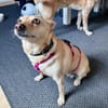 Die liebe Frieda sucht ihr Zuhause