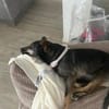 Cinderella sucht Für-Immer-Zuhause