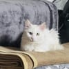 Kalliope aus dem Tierschutz