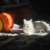 Kalliope aus dem Tierschutz