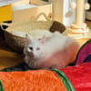 Kalliope aus dem Tierschutz