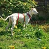 Galgomixjunge Pinto sucht sein Glück