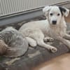 Zuhause gesucht für Wolfi