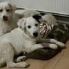 Zuhause gesucht für Wolfi