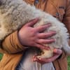 Zuhause gesucht für Wolfi