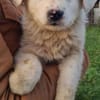 Zuhause gesucht für Wolfi