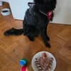🐾 Emil sucht sein Für-immer-Zuhause 🐾