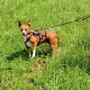 LENORE DOVE SUCHT GENAU DICH!