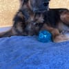 BOBBY, le tendre timide