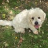 Loulou Bouille d'amour